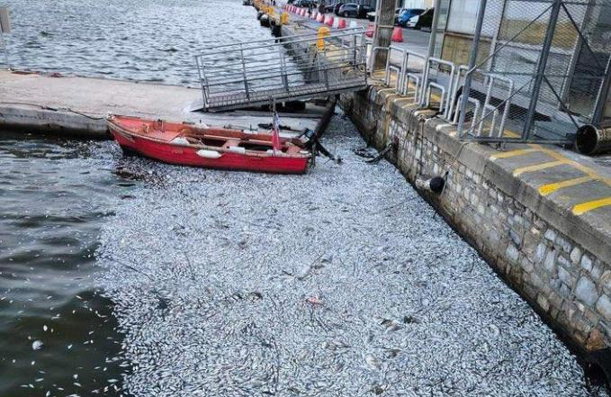 Grecia, disastro ambientale a Volos: centinaia di migliaia di pesci d'acqua dolce morti dopo essere venuti a contatto con le acque del mare